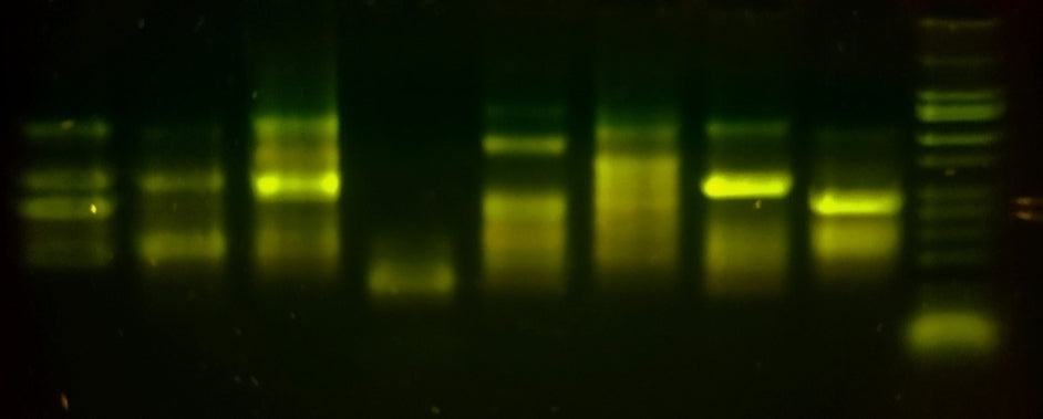 Fungal Hybrid Determination